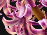 Hyacinth 1.jpg