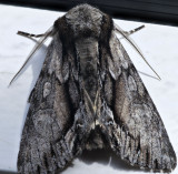 moth.jpg