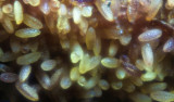 pollen_200mm_10x.jpg