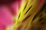 Alstromeria Petals_1198.jpg