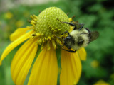 Green-headed Coneflower_with bee.JPG