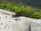 American Rubyspot male_2.JPG