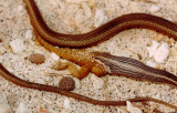Espanola Snake eating an Espanola Lava Lizard_2.jpg