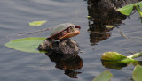 DSCN2191_Midland Painted Turtle.JPG