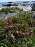 1_8_Wild Roses by seashore.JPG