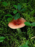 2_1_Mushroom in Kejimkujik NP.JPG
