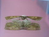2_2 Moth on mirror.JPG
