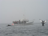 3_7_Humpback Whales.JPG