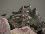 3_9_Semipalmated Sandpipers in Wolfville.JPG