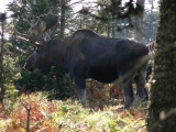 4_8_Moose on Skyline Trail.JPG