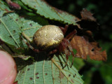 4_9_Neat Spider.JPG