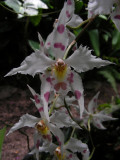 1_6_Orchids at Jardin Botanical de Quito.JPG