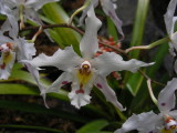 1_7_Orchids at Jardin Botanical de Quito.JPG