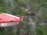2_4_Hummingbird at feeder.JPG