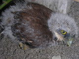 3_6a_Pacific Pygmy Owl chick.JPG