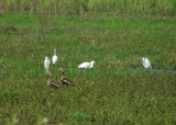 3_8_Snowy Egrets and Black-bellied Whistling Ducks.JPG