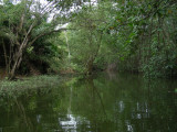 6_2_Mangrove lagoon.JPG