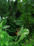 6_5_Rainforest vegetation.JPG