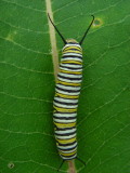 Monarch caterpillar.JPG