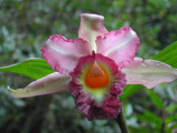 1_3_Orchid in El Pahuma Orchid Rerserve.JPG