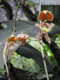 1_5_Orchids in El Pahuma Orchid Rerserve.JPG
