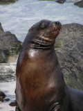 DSCN5803_Galapagos Sea Lion.JPG