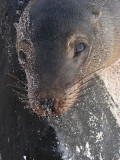 DSCN5825_Galapagos Sea Lion.JPG