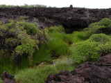 DSCN6253_Isabela Isl_oasis_2.JPG