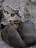 DSCN6529_Galapagos Sea Lions and Marine Iguanas.JPG