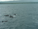 DSCN6712_Bottle-nosed Dolphins.JPG