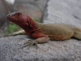 DSCN5856_Lava Lizard_female_Espanola Isl.JPG