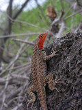 DSCN6033_Lava Lizard_female_Floreana Isl.JPG