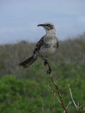 DSCN5831_Hood Mockingbird.JPG