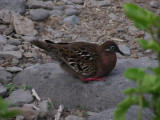 DSCN5839_Galapagos Dove.JPG