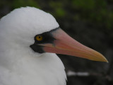 DSCN5872_Nazca Booby close-up.JPG