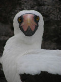 DSCN5896_Nazca Booby.JPG