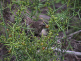 DSCN6043_Medium Ground-Finch.JPG