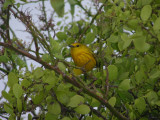 DSCN6057_Yellow Warbler.JPG