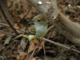 DSCN6107_Galapagos Flycatcher_1.JPG