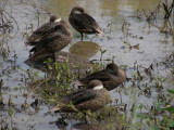 DSCN6151_White-cheeked Pintail ducks.JPG