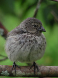 DSCN6176_Small Ground-Finch.JPG