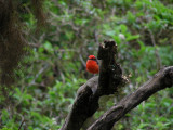DSCN6211_Vermilion Flycatcher.JPG