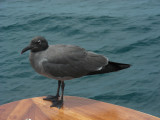 DSCN6425_Lava Gull.JPG