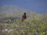 DSCN6500_Galapagos Hawk.JPG