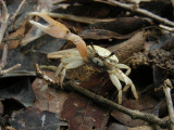 DSCN5981_Fiddler Crab.JPG