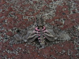 DSCN6069_Moth.JPG