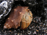 DSCN6342_Semi-terrestrial Hermit Crab_1.JPG