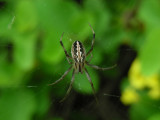 DSCN6350_Zig-Zag Spider.JPG