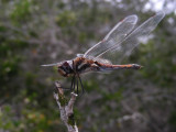 DSCN6437_Spot-winged Glider.JPG