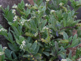 DSCN5874_Scorpion Weed.JPG